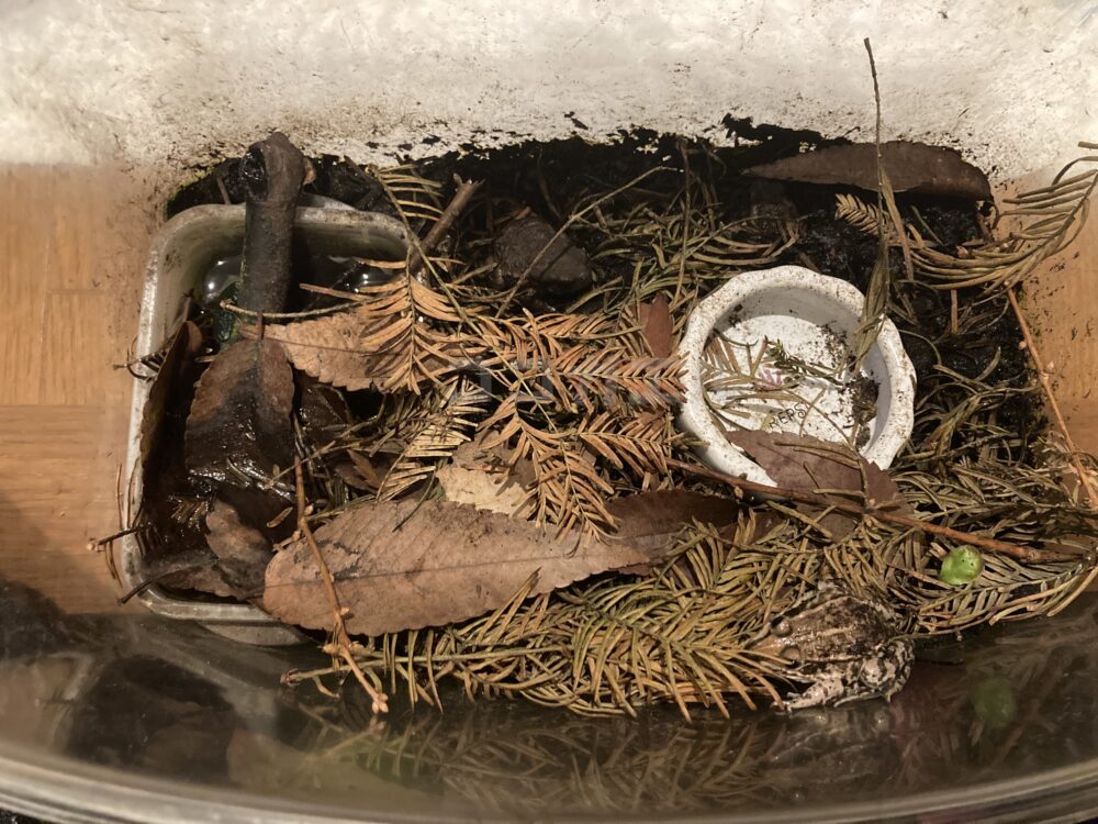 幼体ヒキガエル1年目の冬眠飼育レイアウト