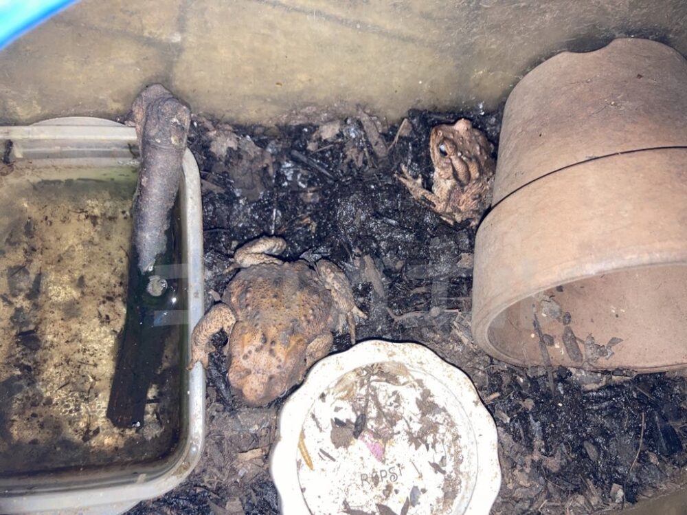 植木鉢の下に隠れるヒキガエル